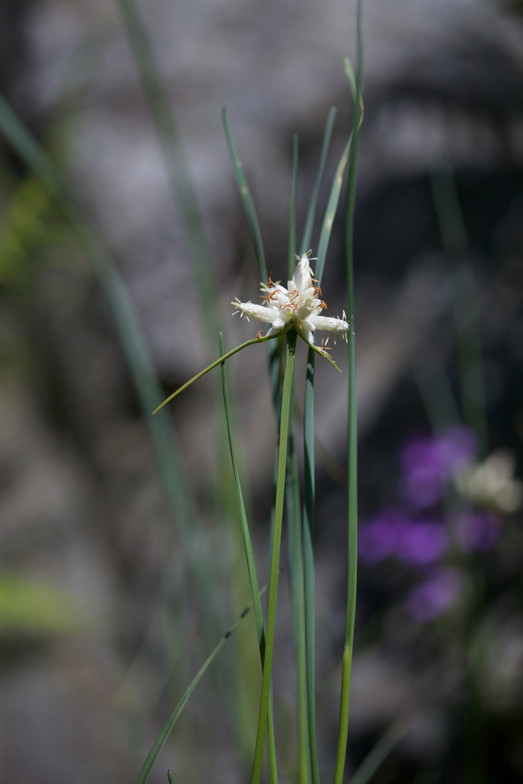 Carex baldensis L..jpg