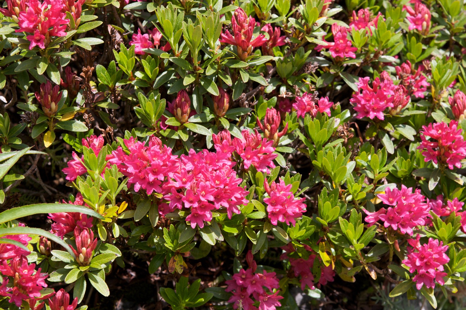 Rhododendron x intermedium Tausch.jpg