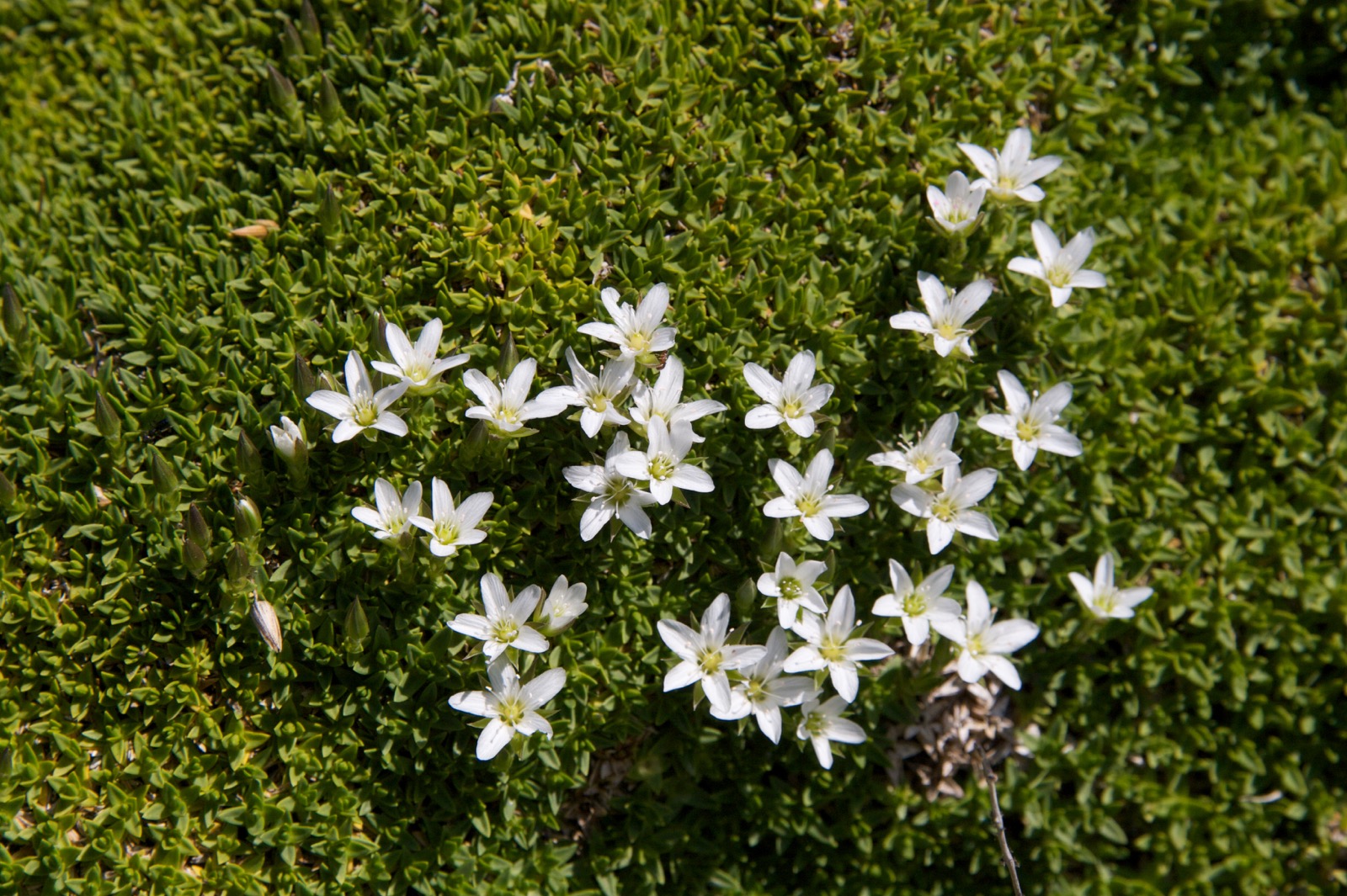 Minuartia graminifolia (Ard.) Jav..jpg